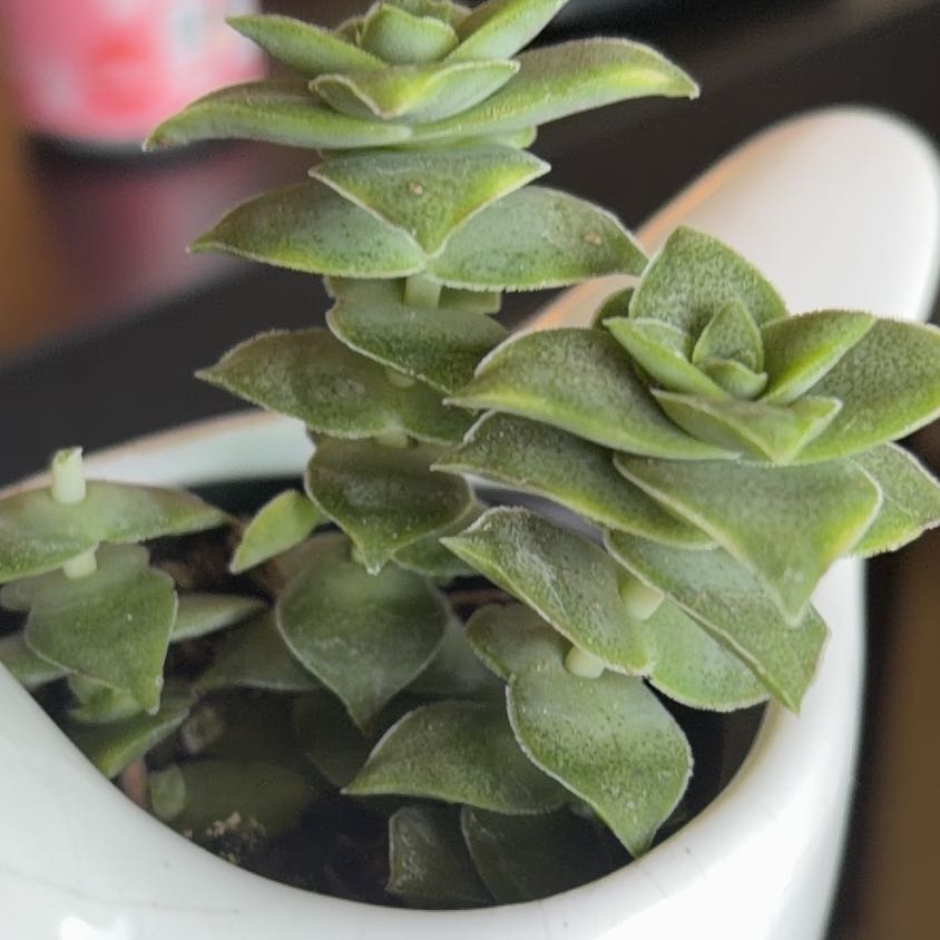 Photo of the plant species Variegated String of Buttons by @AnewKhakiweed11 named Naomi on Greg, the plant care app
