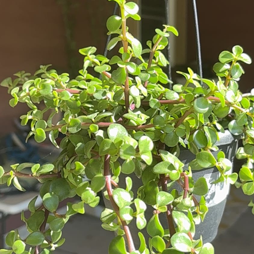 Photo of the plant species Trailing Elephant Bush by @SpunkyIvy20 named Ellie on Greg, the plant care app