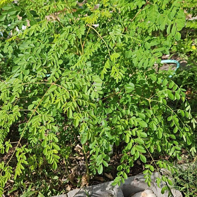 Photo of the plant species Benzoil Tree by @GutsyRubbertree named Morgan Treeman on Greg, the plant care app