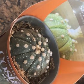Photo of the plant species sanddollar cactus by @GoldOmnom38 named Eva on Greg, the plant care app