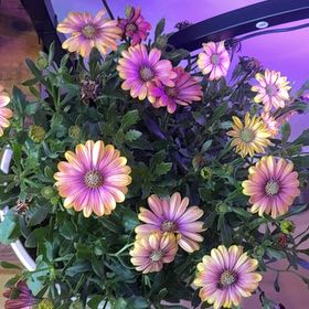 Photo of the plant species African Daisy by @MagicianBroom91 named African daisy on Greg, the plant care app