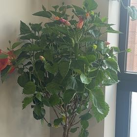 Photo of the plant species Hibiscus Tree by @MagicianBroom91 named Gaga on Greg, the plant care app