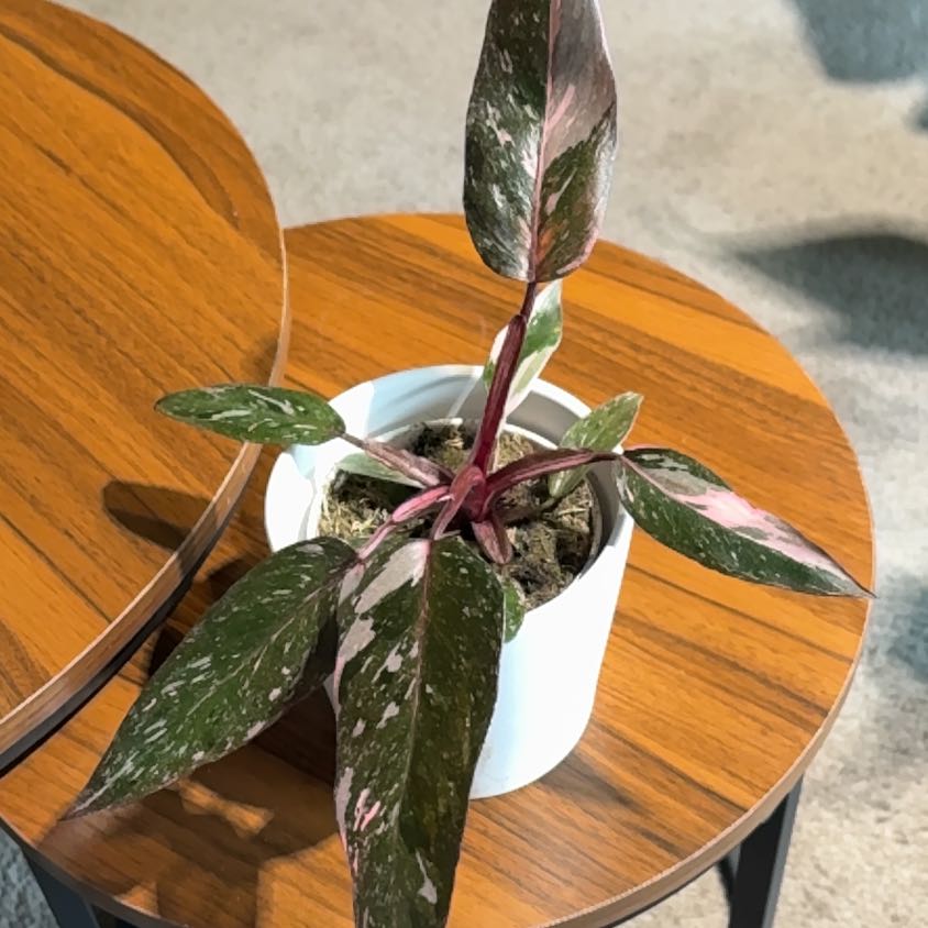 Photo of the plant species Marble Pink Princess Philodronden by @BrightSide named Navajo on Greg, the plant care app