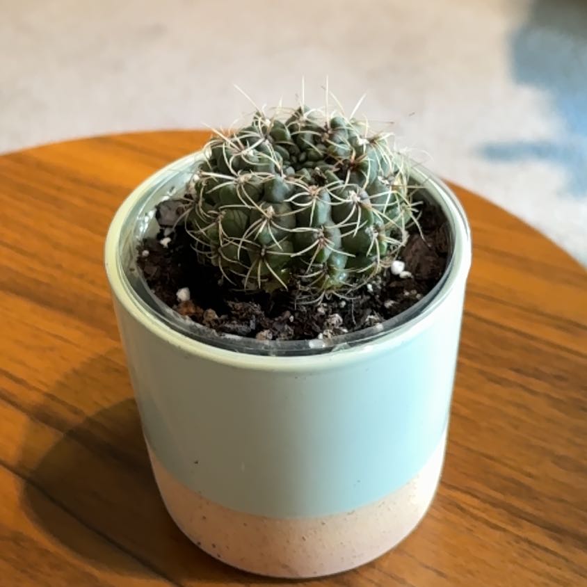 Photo of the plant species Green Chin Cactus by @BrightSide named Sol on Greg, the plant care app