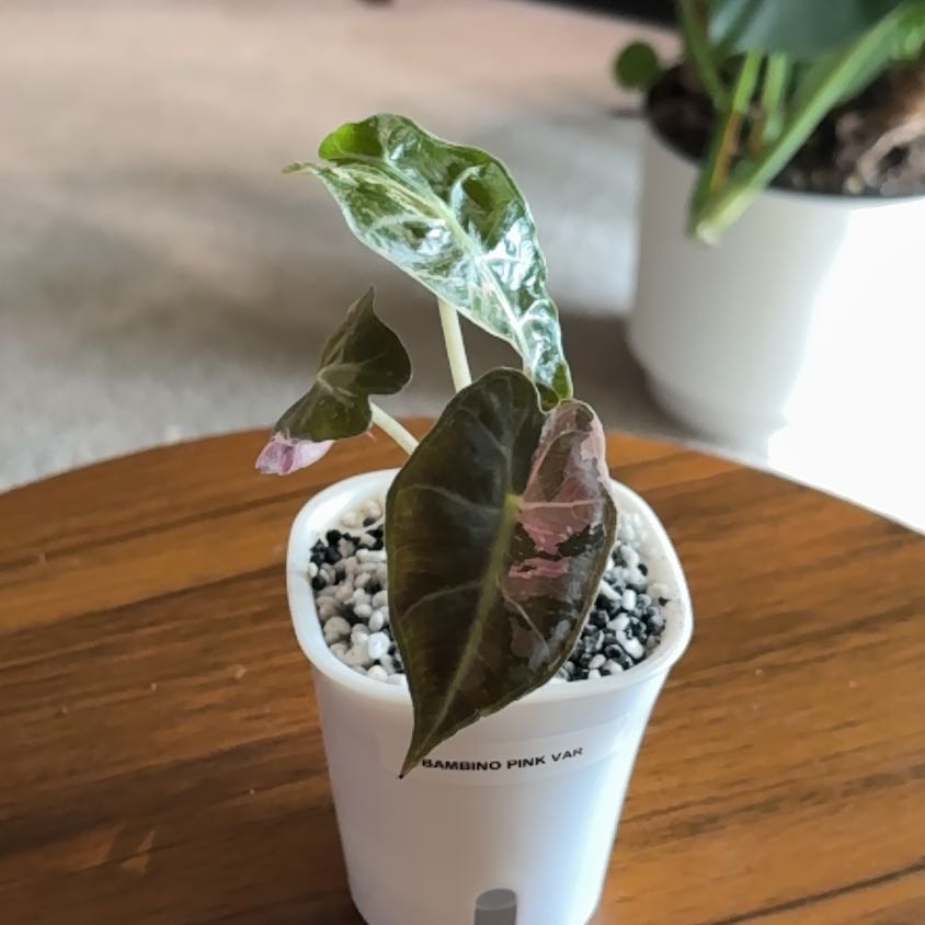 Photo of the plant species Alocasia Bambino Variegated Pink by @BrightSide named Darwin on Greg, the plant care app