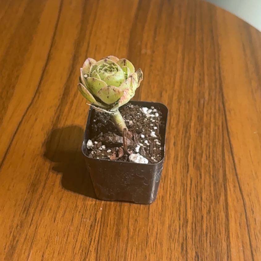 Photo of the plant species Mountain Rose by @BrightSide named Hemingway on Greg, the plant care app