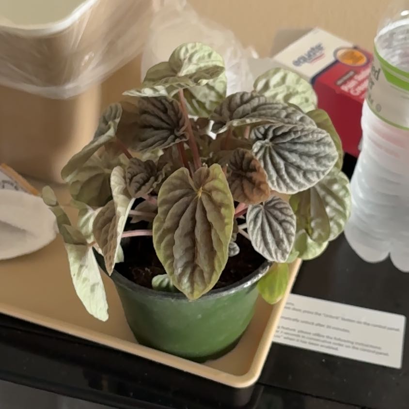 Photo of the plant species Red Luna Peperomia by @BrightSide named Osmo on Greg, the plant care app