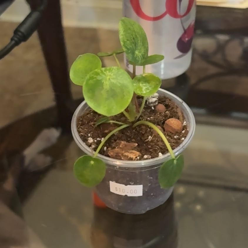 Photo of the plant species Pilea Mojito by @BrightSide named Aria on Greg, the plant care app