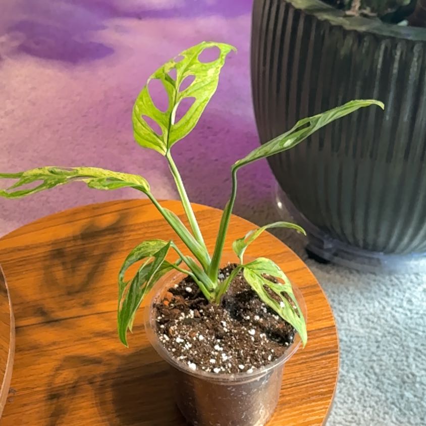 Photo of the plant species Monstera Adansonii Variegated by @BrightSide named Winston on Greg, the plant care app