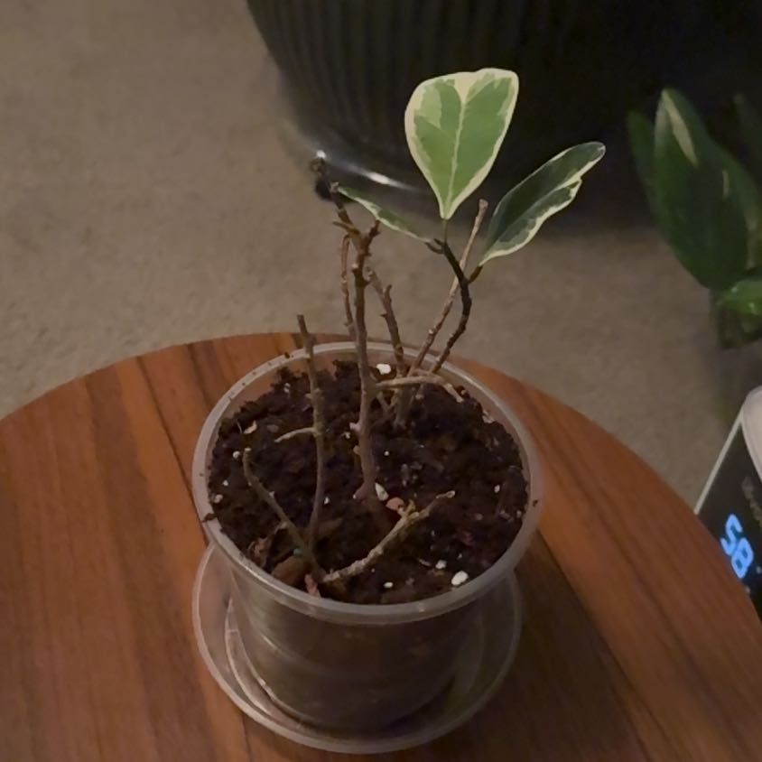 Photo of the plant species Ficus triangularis 'Variegata' by @BrightSide named Emerson on Greg, the plant care app