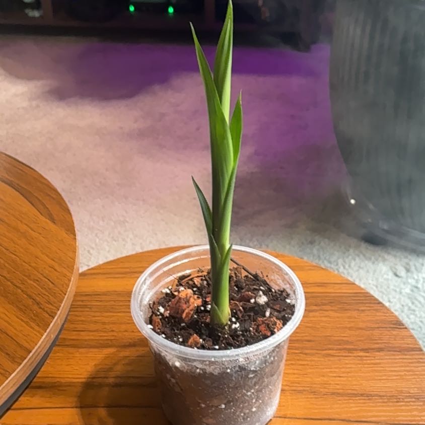 Photo of the plant species Bromelaid by @BrightSide named Orwell on Greg, the plant care app