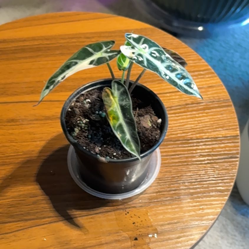 Photo of the plant species Alocasia Pink Bambino by @BrightSide named Zeus on Greg, the plant care app