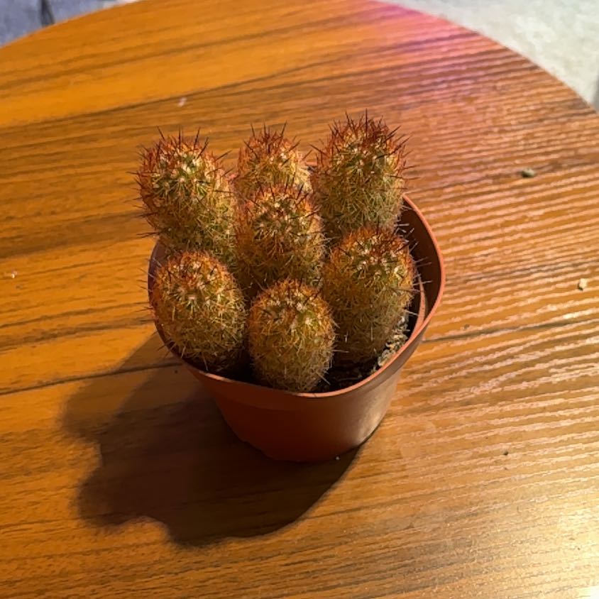 Photo of the plant species Lady Finger Cactus 'Copper King' by @BrightSide named Gates on Greg, the plant care app
