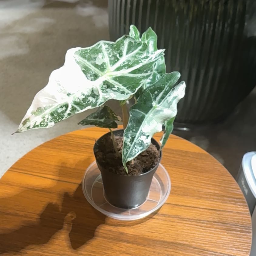 Photo of the plant species Alocasia Polly Pink Variegated by @BrightSide named Nemo on Greg, the plant care app