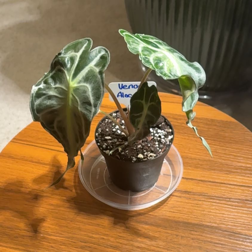 Photo of the plant species Alocasia 'Venom' by @BrightSide named Elle on Greg, the plant care app