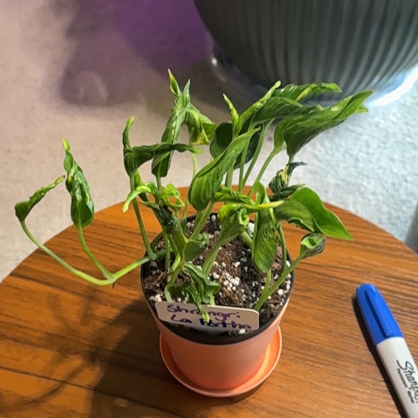 Photo of the plant species Pothos 'Shangri La' by @BrightSide named da Vinci on Greg, the plant care app