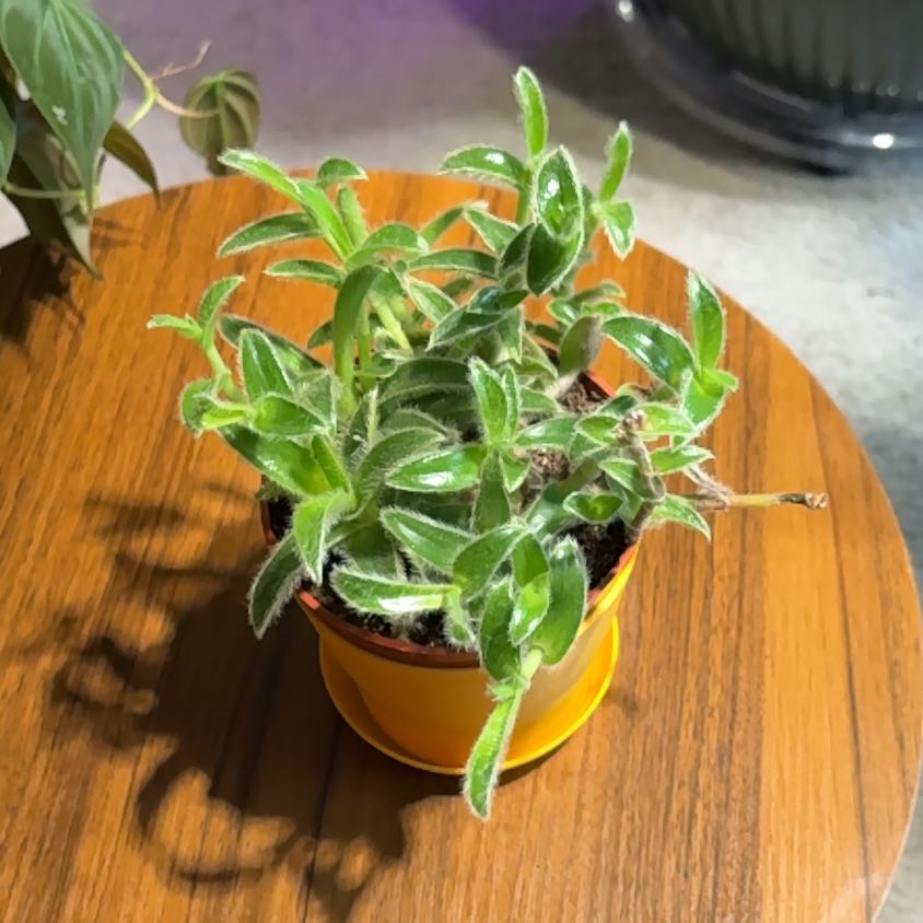 Photo of the plant species Furry Kittens by @BrightSide named Oscar on Greg, the plant care app