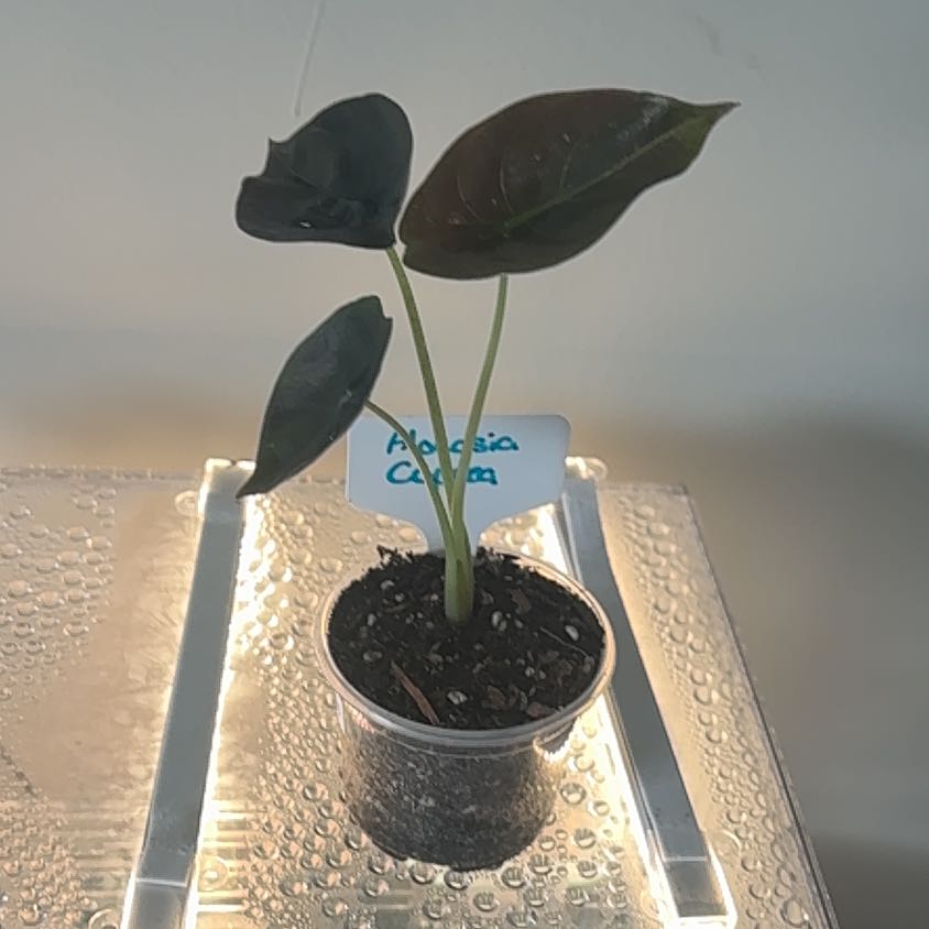 Photo of the plant species Alocasia Cuprea by @BrightSide named Achilles on Greg, the plant care app