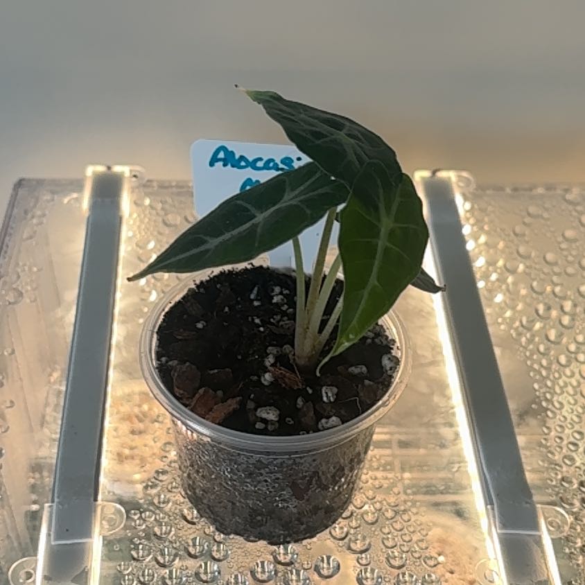 Photo of the plant species Alocasia 'Mandalay' by @BrightSide named Foxxy on Greg, the plant care app