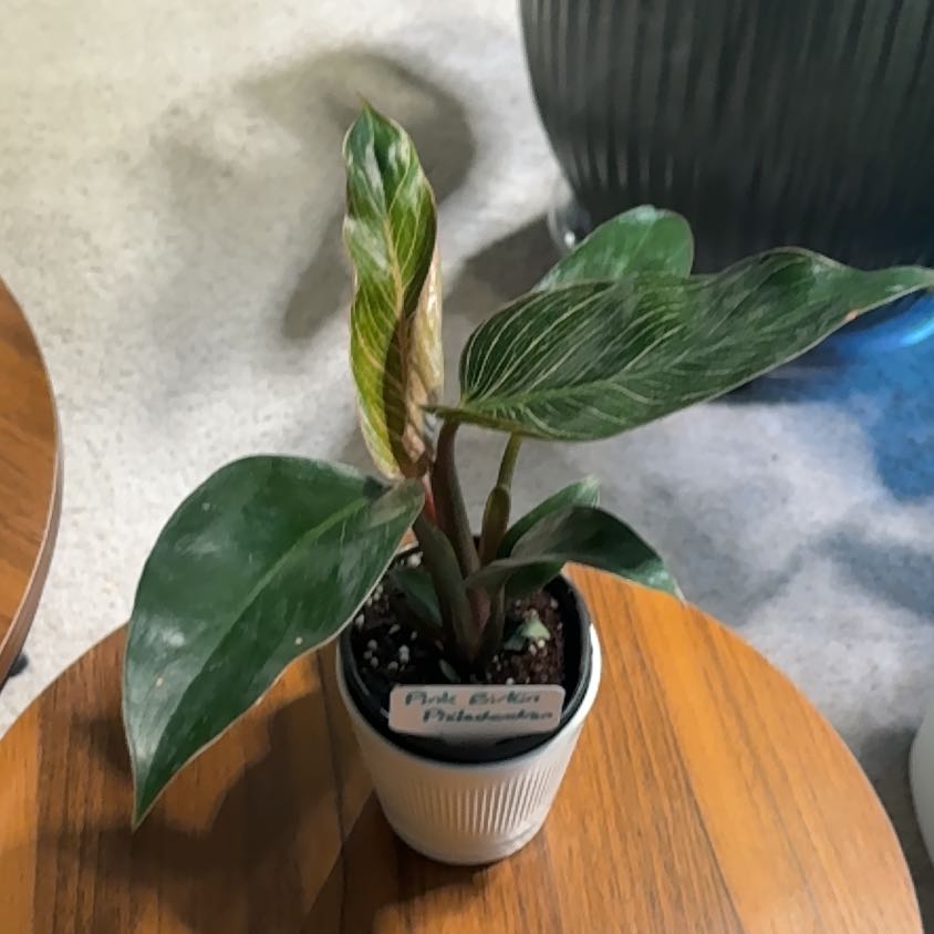 Photo of the plant species Pink Birkin Philodendron by @BrightSide named Sanders on Greg, the plant care app