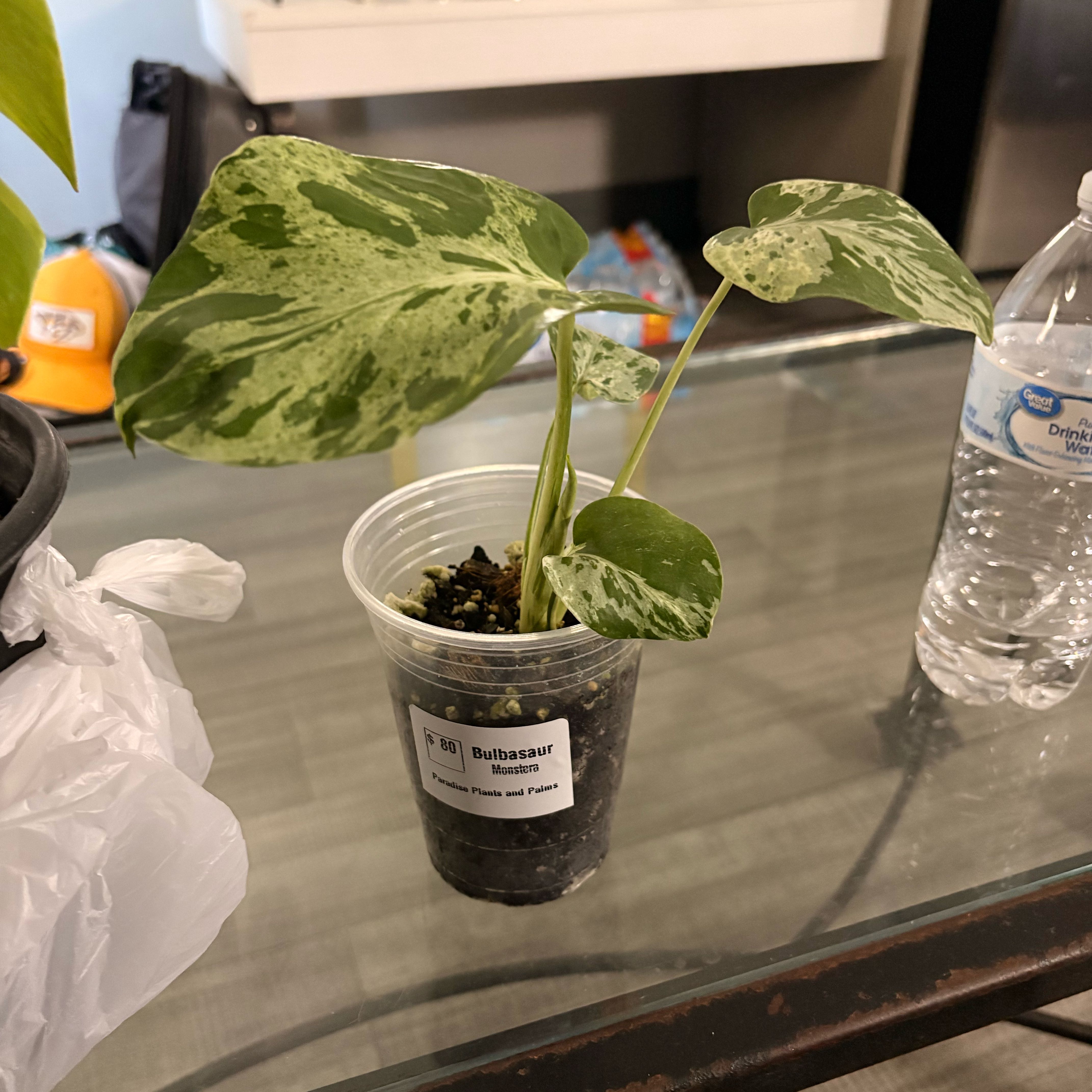 Photo of the plant species Monstera deliciosa 'Bulbosaur' by @BrightSide named Fernie Saunders on Greg, the plant care app