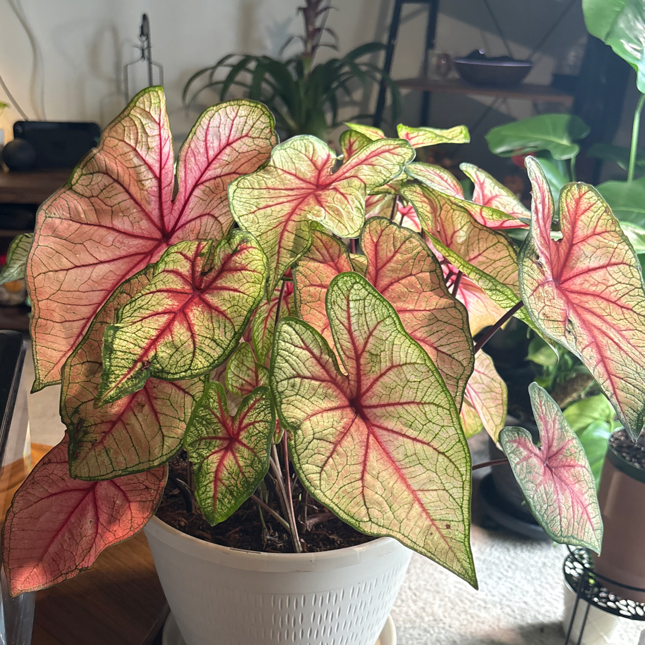 Photo of the plant species Caladium Heart to Heart® Radiance by @BrightSide named Sonora on Greg, the plant care app