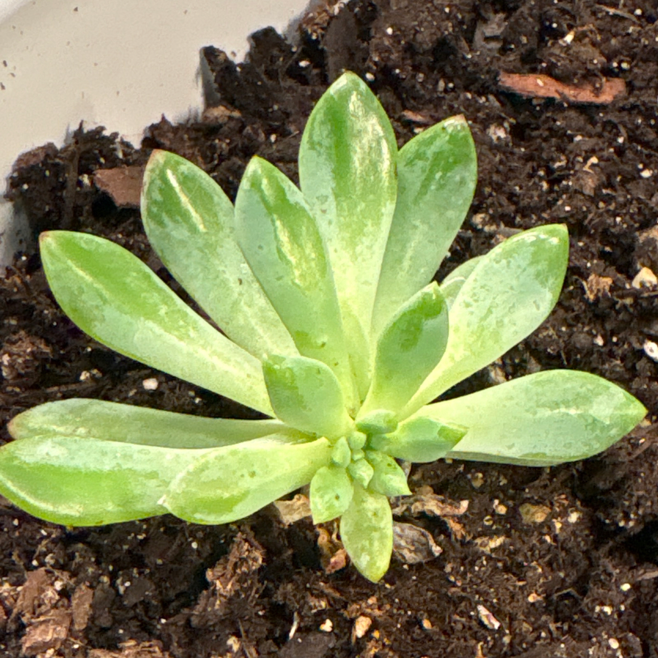 Photo of the plant species Sedeveria 'Blue Elf' by @BrightSide named Willow on Greg, the plant care app