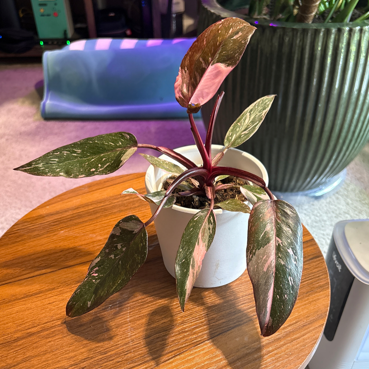 Photo of the plant species Marble Pink Princess Philodronden by @BrightSide named Navajo on Greg, the plant care app
