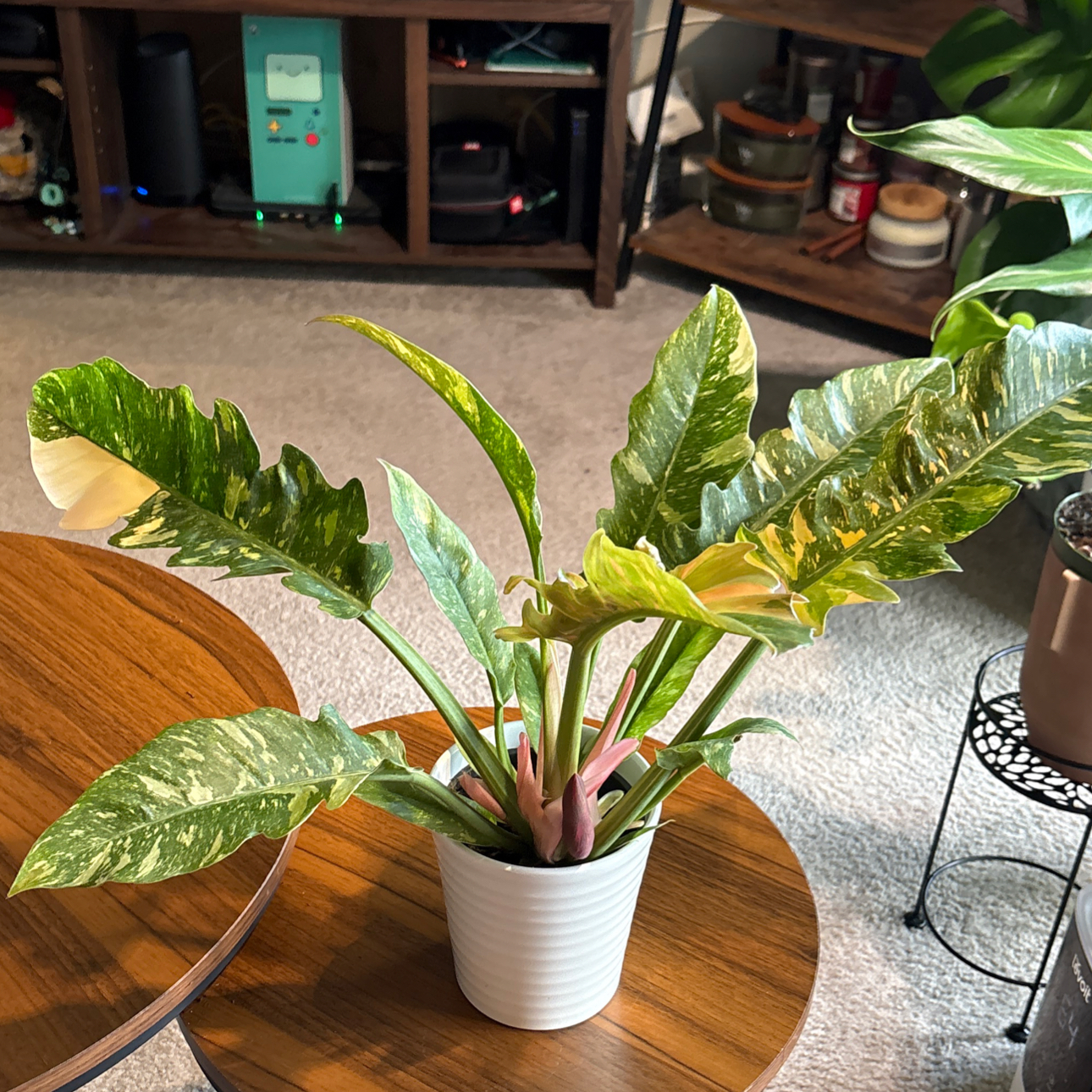 Photo of the plant species Ring Of Fire by @BrightSide named Treeyoncé on Greg, the plant care app