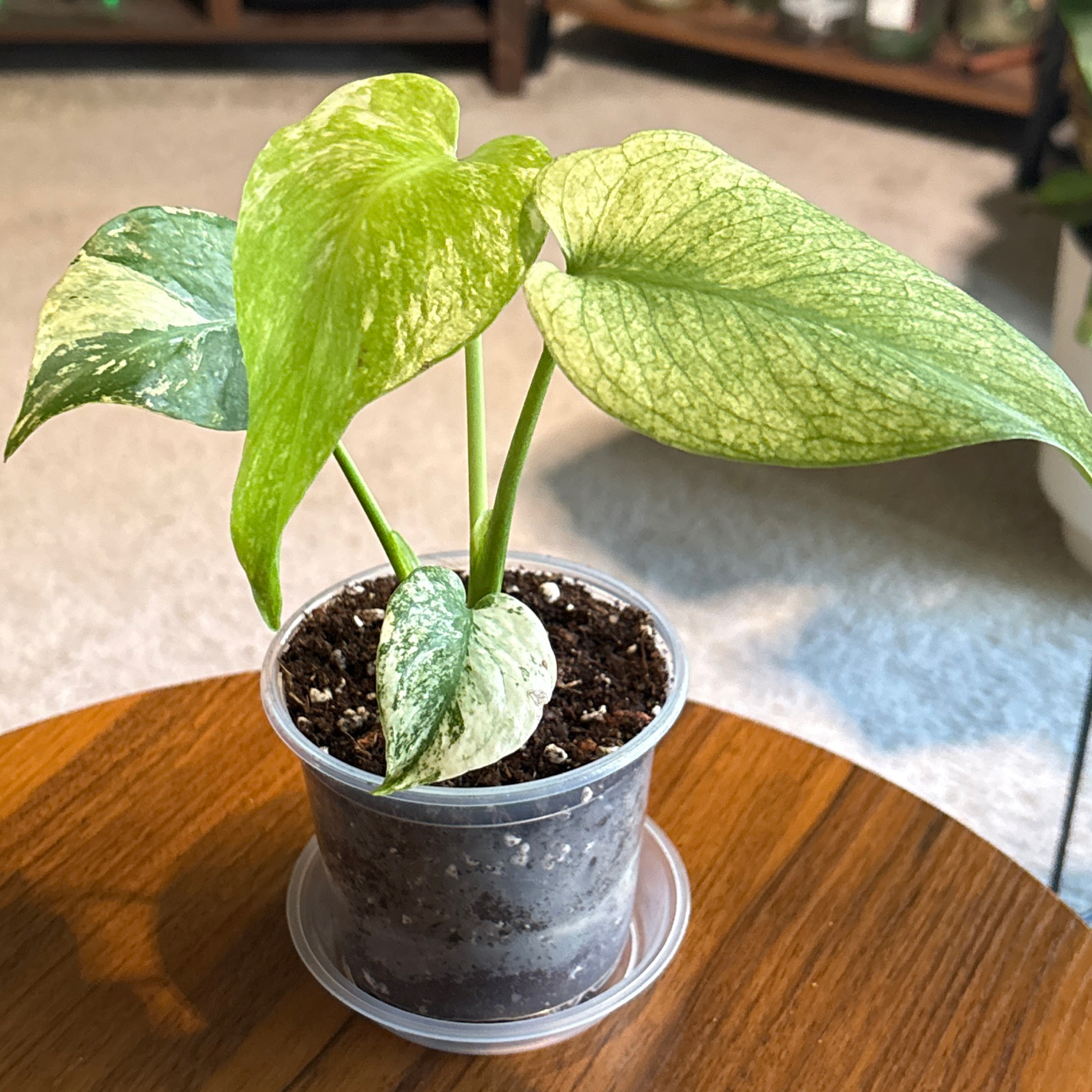 Photo of the plant species Monstera Mint by @BrightSide named Einstein on Greg, the plant care app