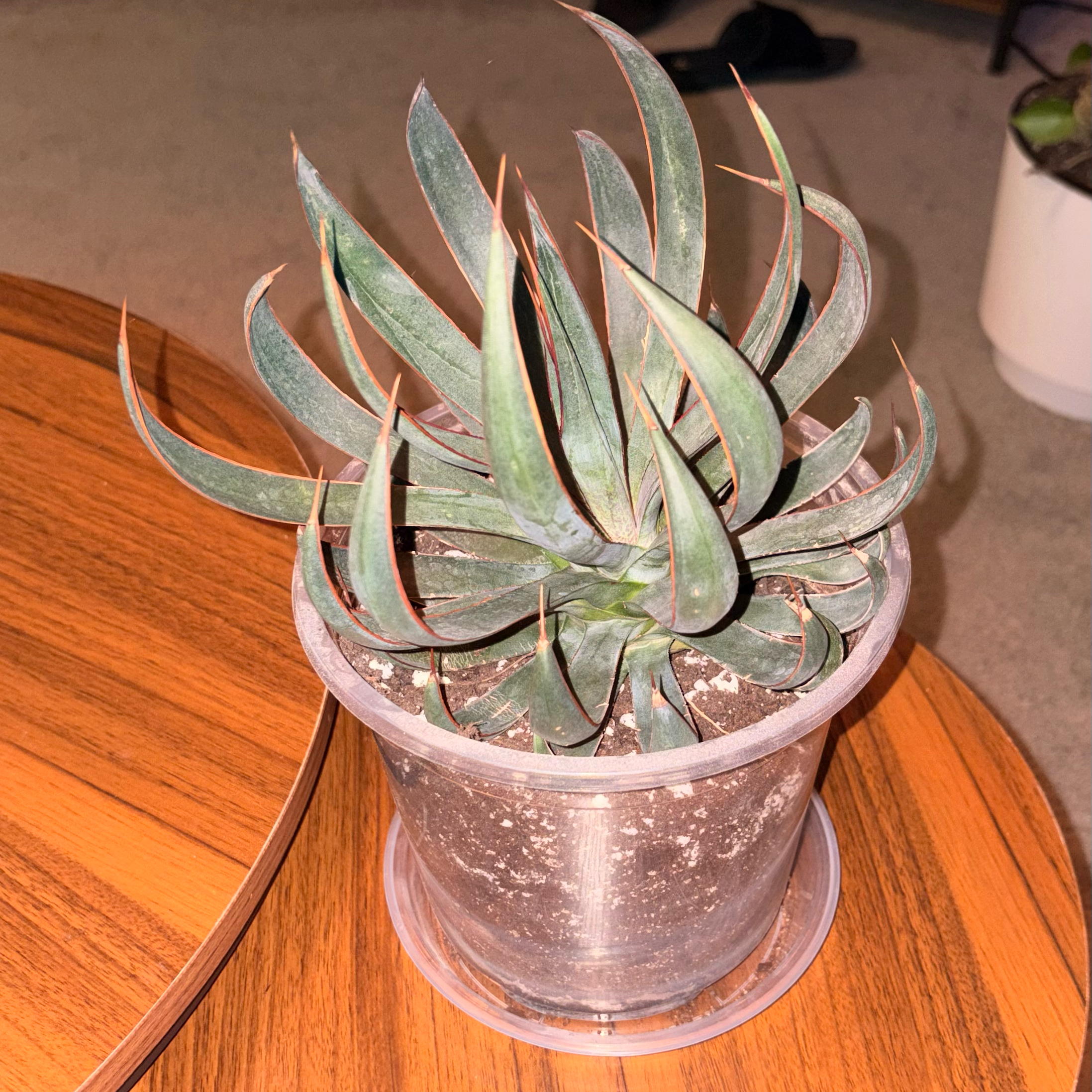 Photo of the plant species Praying Hands Mangave by @BrightSide named Keanu Leaves on Greg, the plant care app