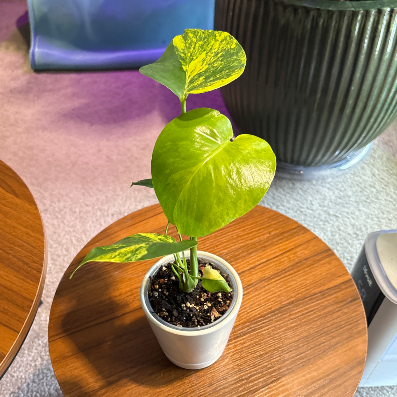 Photo of the plant species Monstera 'Yellow Marilyn' by @BrightSide named Messi on Greg, the plant care app