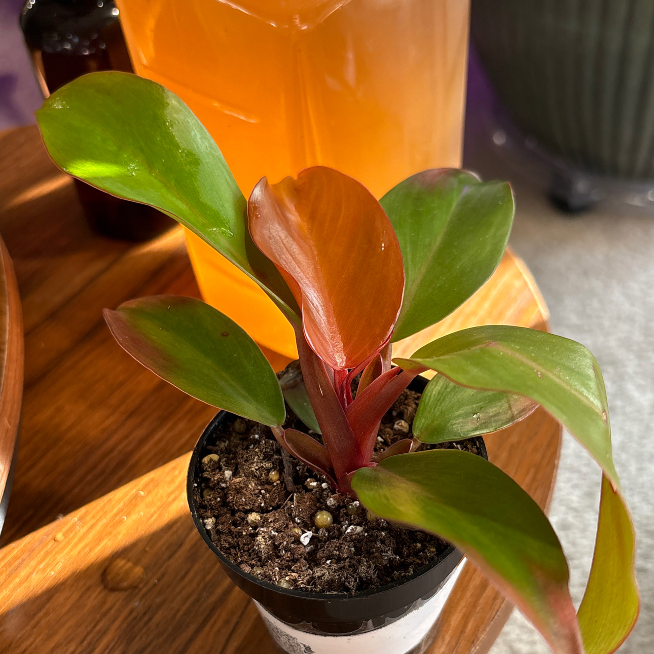 Photo of the plant species McColley's Finale by @BrightSide named Zion on Greg, the plant care app