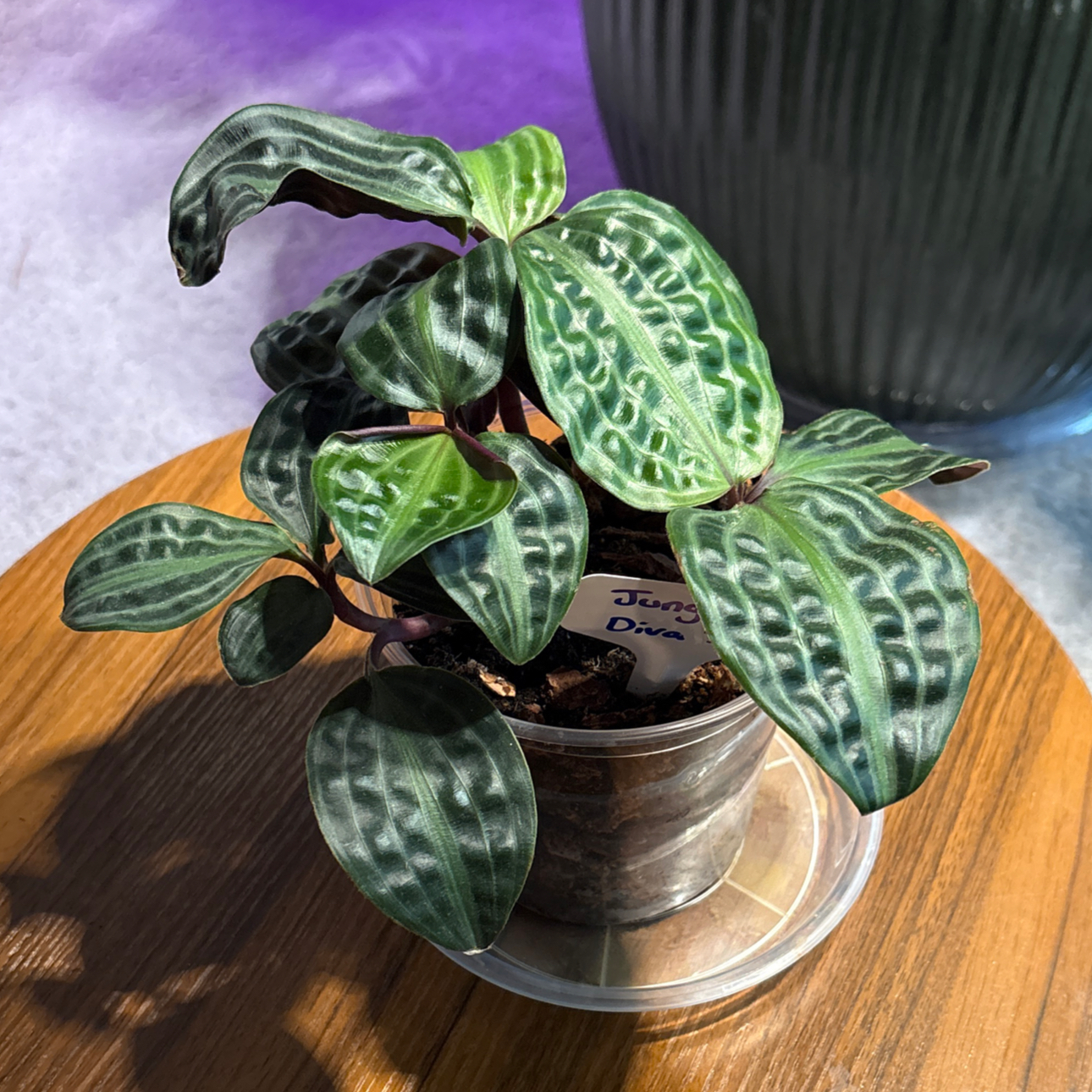 Photo of the plant species Jungle diva 'Roxie' by @BrightSide named Baesil on Greg, the plant care app