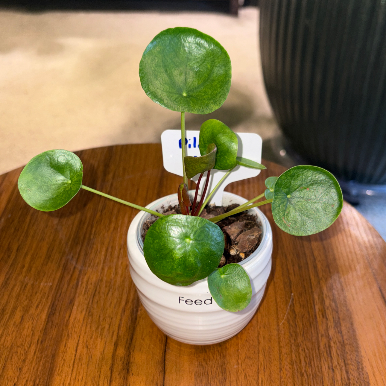 Photo of the plant species Pilea Mojito by @BrightSide named Aria on Greg, the plant care app
