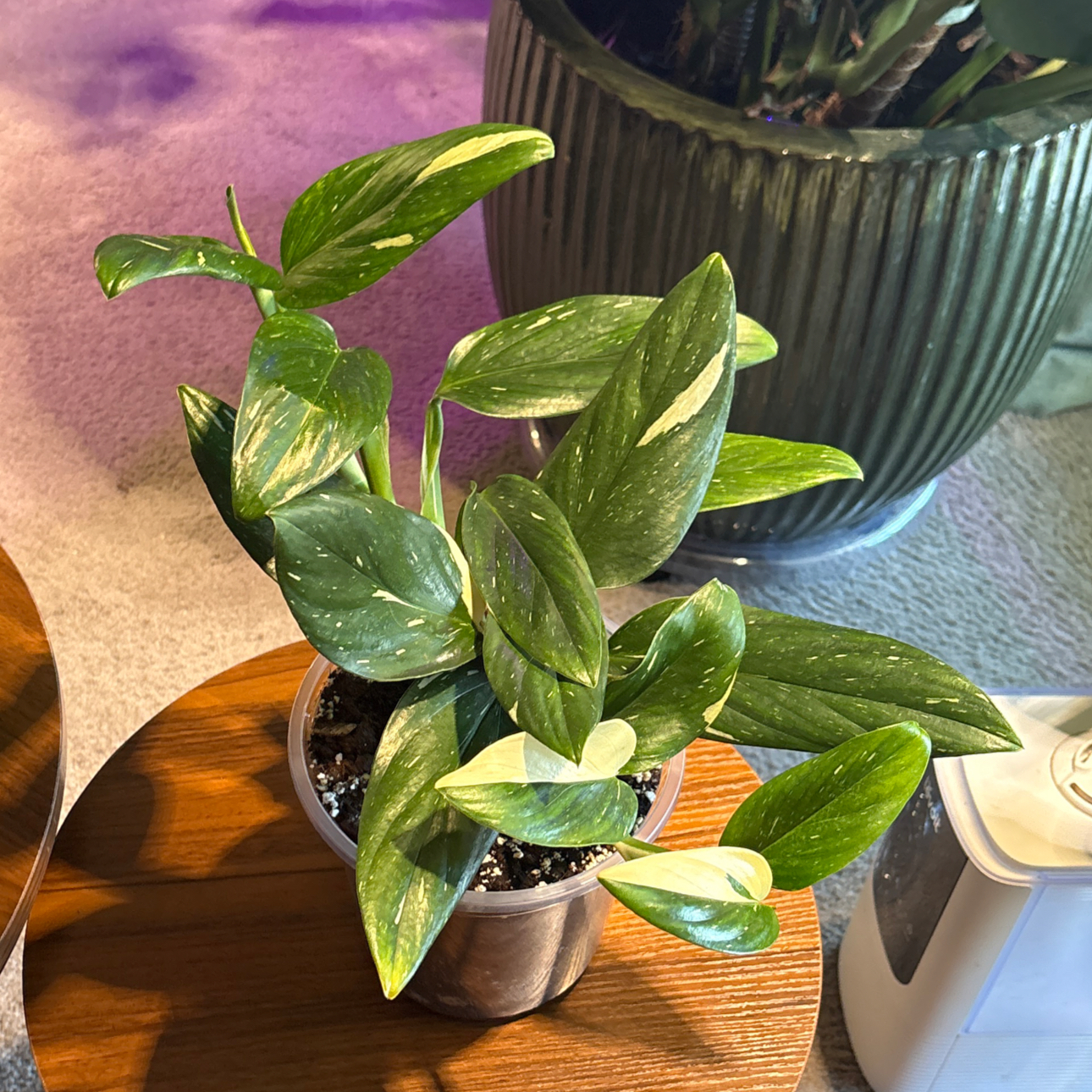 Photo of the plant species Cobra Monstera by @BrightSide named Robert Plant on Greg, the plant care app