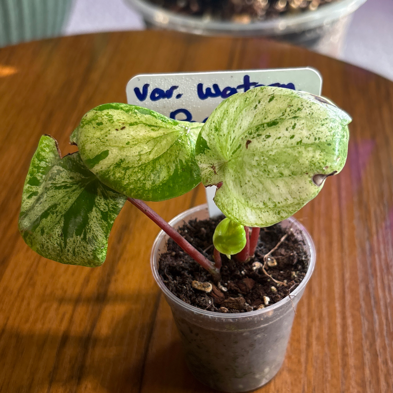 Photo of the plant species Variegated Watermelon Peperomia by @BrightSide named Elina on Greg, the plant care app