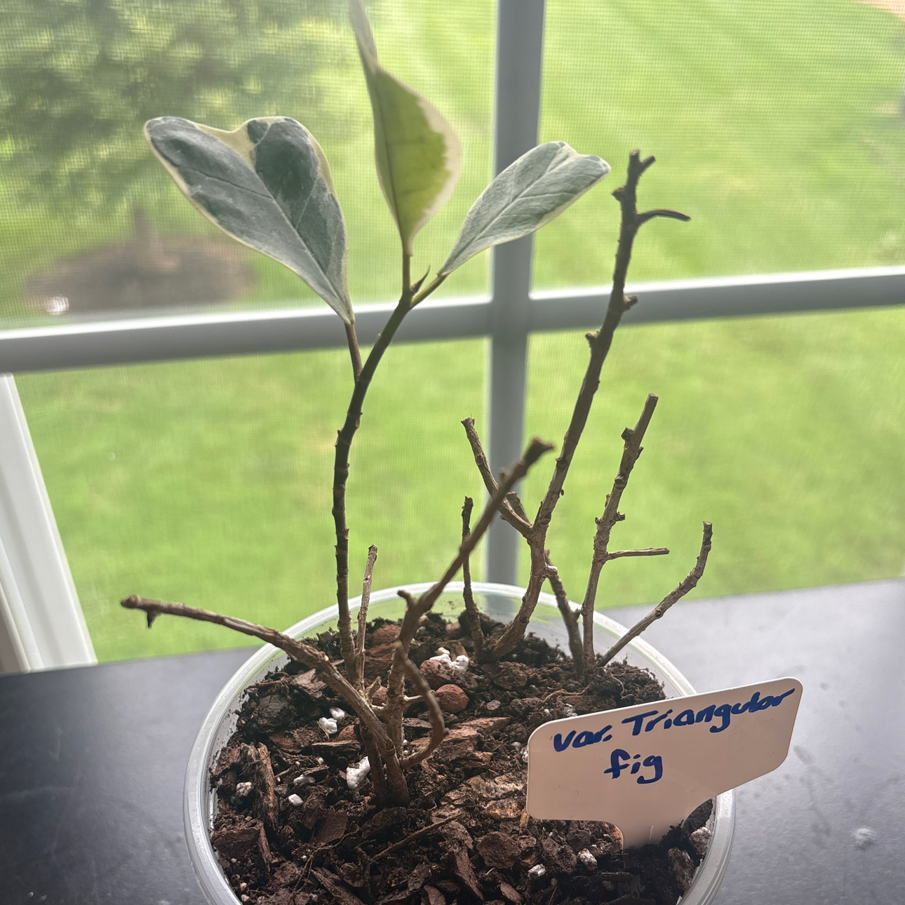 Photo of the plant species Ficus triangularis 'Variegata' by @BrightSide named Emerson on Greg, the plant care app