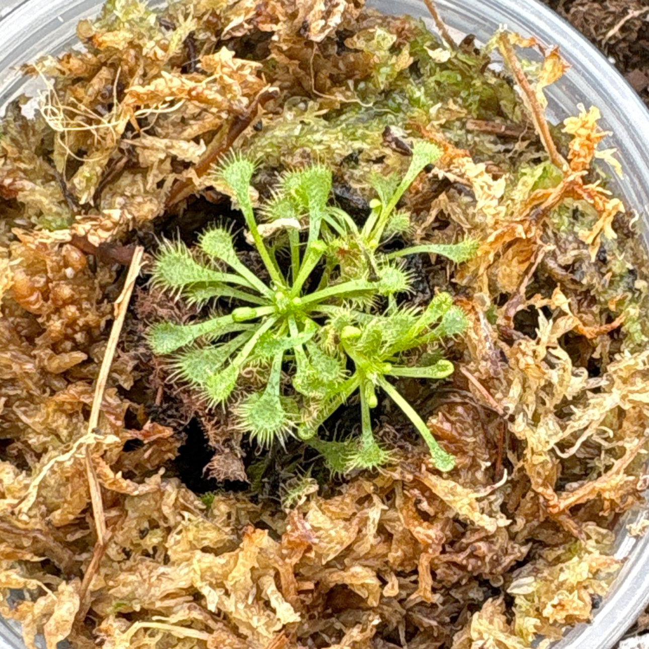 Photo of the plant species Cape Sundew by @BrightSide named Delilah on Greg, the plant care app