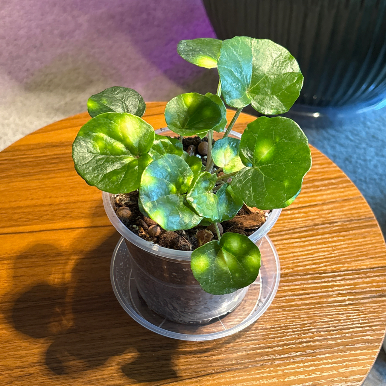 Photo of the plant species Leopard Plant by @BrightSide named Spike Leaves on Greg, the plant care app
