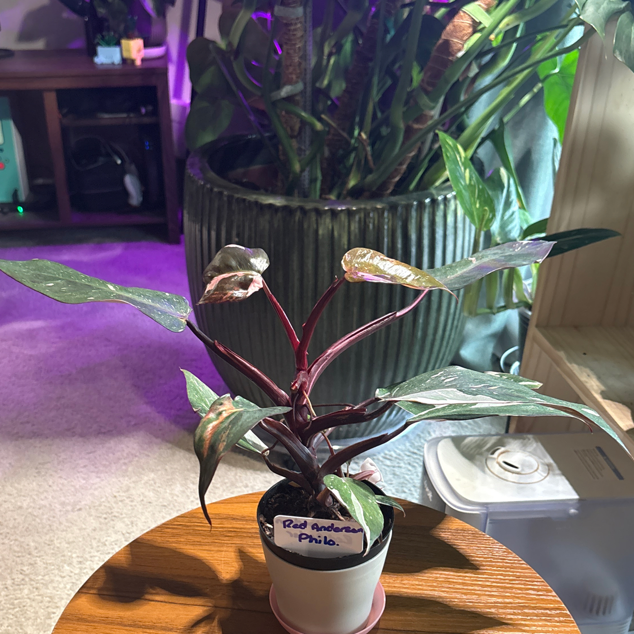 Photo of the plant species Philodendron Red Anderson by @BrightSide named Demi on Greg, the plant care app