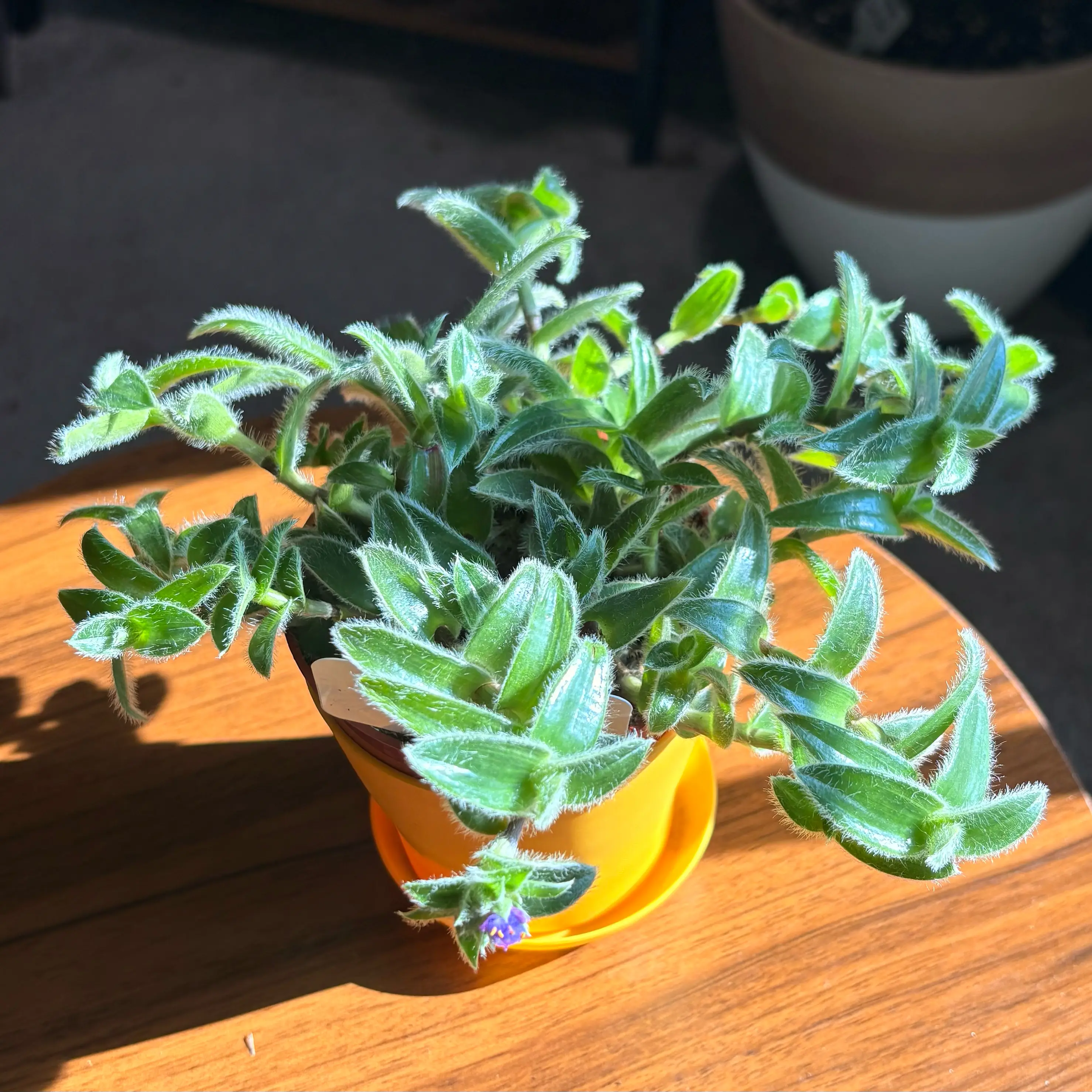 Photo of the plant species Kitten Ears by @BrightSide named Oscar on Greg, the plant care app
