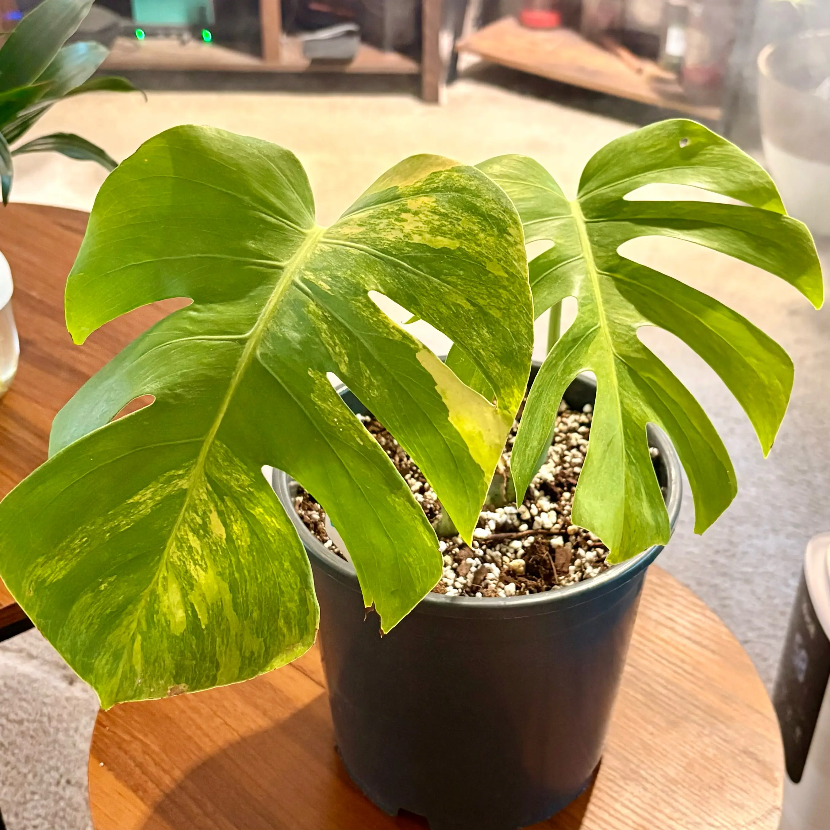 Photo of the plant species Monstera 'Aurea Marmorata' by @BrightSide named Pax on Greg, the plant care app