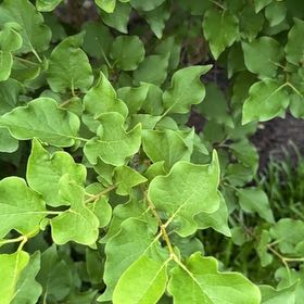 Photo of the plant species Japanese Tree Lilac by @ProperBeebalm named Denali on Greg, the plant care app