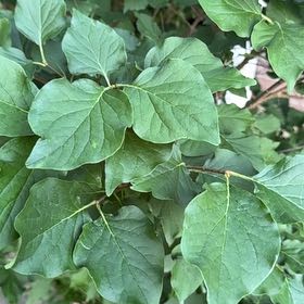 Photo of the plant species Japanese Tree Lilac by @ProperBeebalm named Eva on Greg, the plant care app