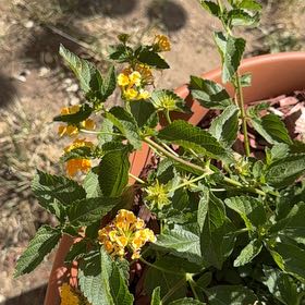 Photo of the plant species Lantana by @BusyJavafern78 named Gobi on Greg, the plant care app