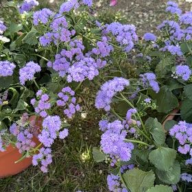 Photo of the plant species Ageratum 'Blue Mink' by @BusyJavafern78 named Girlfrond on Greg, the plant care app