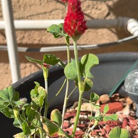 Photo of the plant species Carnation Clover by @BusyJavafern78 named Bodhi on Greg, the plant care app