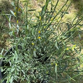 Photo of the plant species Spanish Broom by @BusyJavafern78 named Tree Diddy on Greg, the plant care app