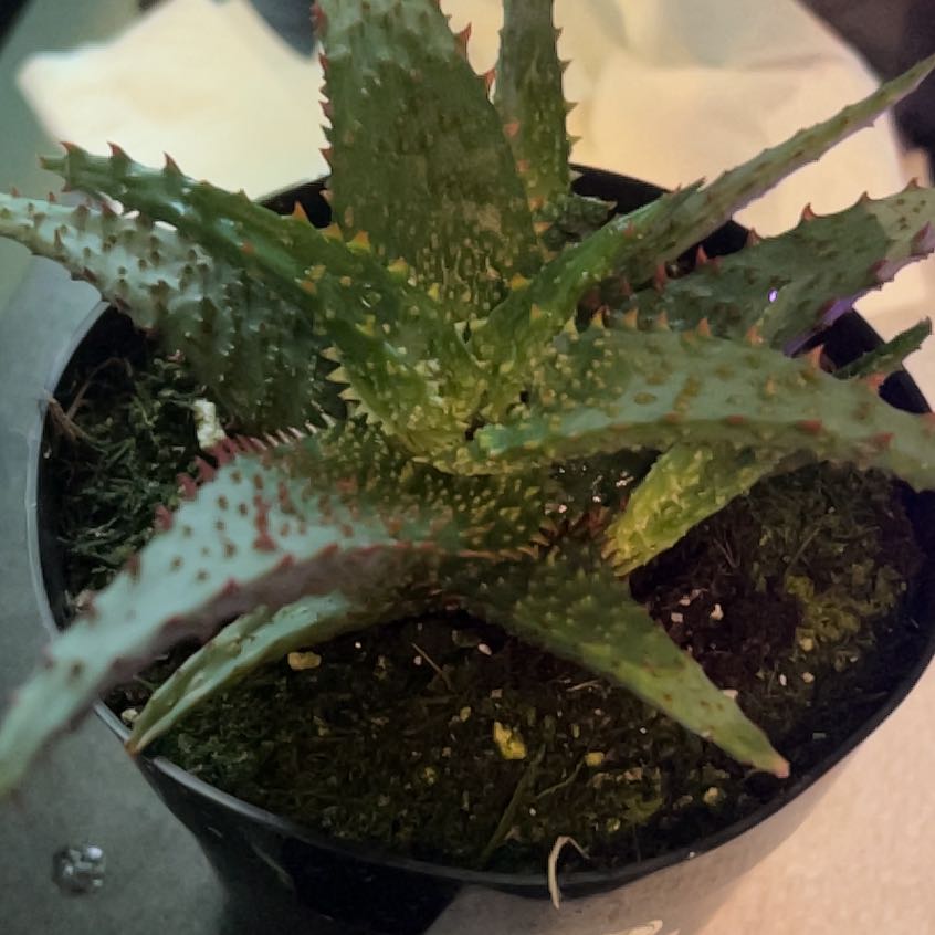 Photo of the plant species Aloe castilloniae by @AlacritousFlax5 named Pochiti on Greg, the plant care app
